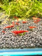 Red cherry garnalen, Dieren en Toebehoren, Vissen | Aquariumvissen, Kreeft, Krab of Garnaal, Zoetwatervis
