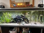 Trofish 180cm aquarium (met vis bestand) alles moet weg., Ophalen, Zo goed als nieuw, Gevuld zoetwateraquarium
