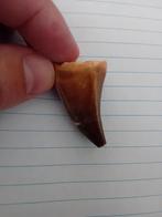 Mosasaurus tand, Verzamelen, Mineralen en Fossielen, Ophalen of Verzenden, Fossiel