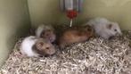 Hamster, goudhamster, Syrische hamster., Meerdere dieren, Hamster, Na 1 juli 2024, Tam