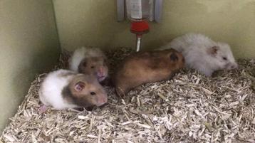 Hamster, goudhamster, Syrische hamster. beschikbaar voor biedingen