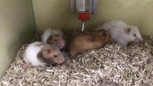 Hamster, goudhamster, Syrische hamster., Dieren en Toebehoren, Knaagdieren, Meerdere dieren, Hamster, Tam