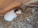 Us teddy cavia zeugje, Dieren en Toebehoren, Cavia, Vrouwelijk, Mei, Tam
