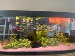 Juwel Aqwarium rio 240, Dieren en Toebehoren, Ophalen, Zo goed als nieuw, Gevuld zoetwateraquarium