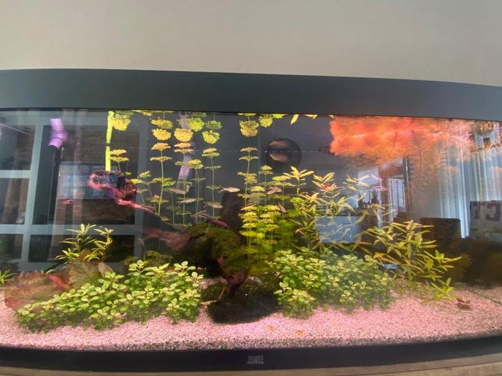 Juwel Aqwarium rio 240, Dieren en Toebehoren, Vissen | Aquaria en Toebehoren, Zo goed als nieuw, Gevuld zoetwateraquarium, Ophalen