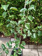 Appelboom (Malus domestica 'Idared') in pot (zelfbestuivend), Ophalen, Lente, In pot, Appelboom