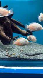 Amatitlania Nigrofasciata - zebrachiclide wit