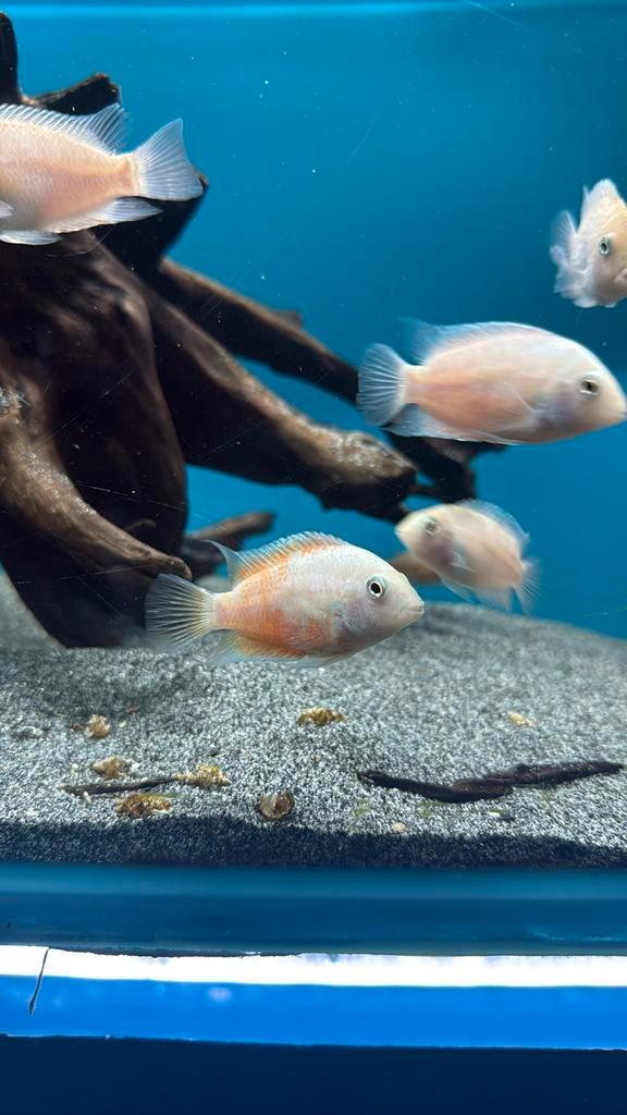 Amatitlania Nigrofasciata - zebrachiclide wit, Dieren en Toebehoren, Vissen | Aquariumvissen, Vis