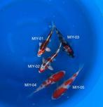 Diverse Japanse koi karper | Koikarpers  | Tosai vissen, Dieren en Toebehoren, Vissen | Vijvervissen, Karper of Koi
