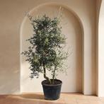 Quercus suber meerstammige kurkeik 002, Ophalen, Halfschaduw, Overige soorten, 100 tot 250 cm