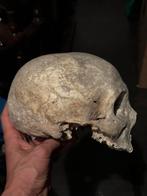Antieke aparte mensen schedel Ethno anatomisch tribal skelet, Ophalen of Verzenden