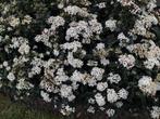 Vburnum tinus, Overige soorten, Volle zon, Vaste plant, Ophalen of Verzenden