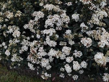 Vburnum tinus beschikbaar voor biedingen
