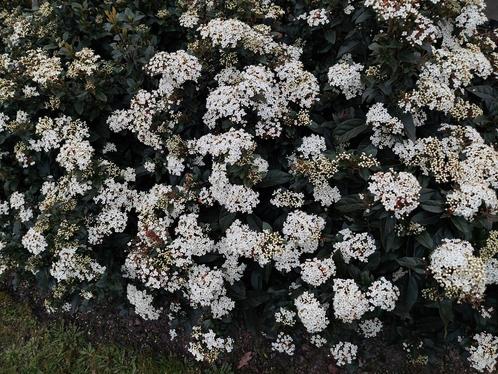 Vburnum tinus, Tuin en Terras, Planten | Tuinplanten, Vaste plant, Overige soorten, Volle zon, Winter, Ophalen of Verzenden