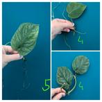 Monstera Dubia stekken en wetsticks, Ophalen of Verzenden, Halfschaduw, Minder dan 100 cm