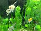 Maanvis - mooie sierlijke vis voor je tropisch aquarium, Dieren en Toebehoren, Vis, Zoetwatervis
