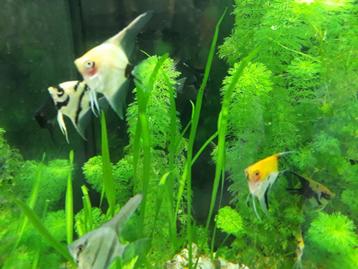 Maanvis - mooie sierlijke vis voor je tropisch aquarium beschikbaar voor biedingen