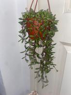 Stekjes string of bananas purple hangplant stekjes, Verzenden, Overige soorten, Minder dan 100 cm