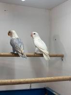 Fischeri eigen kweek, Dieren en Toebehoren, Vogels | Parkieten en Papegaaien, Meerdere dieren, Dwergpapegaai of Agapornis, Geringd
