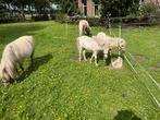 Mini palomino veulens, Dieren en Toebehoren, Pony's, Merrie, Recreatiepony, Gechipt, 0 tot 2 jaar