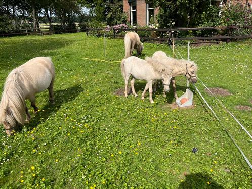 Mini palomino veulens, Dieren en Toebehoren, Pony's, Merrie, Recreatiepony, 0 tot 2 jaar, Gechipt, Ontwormd