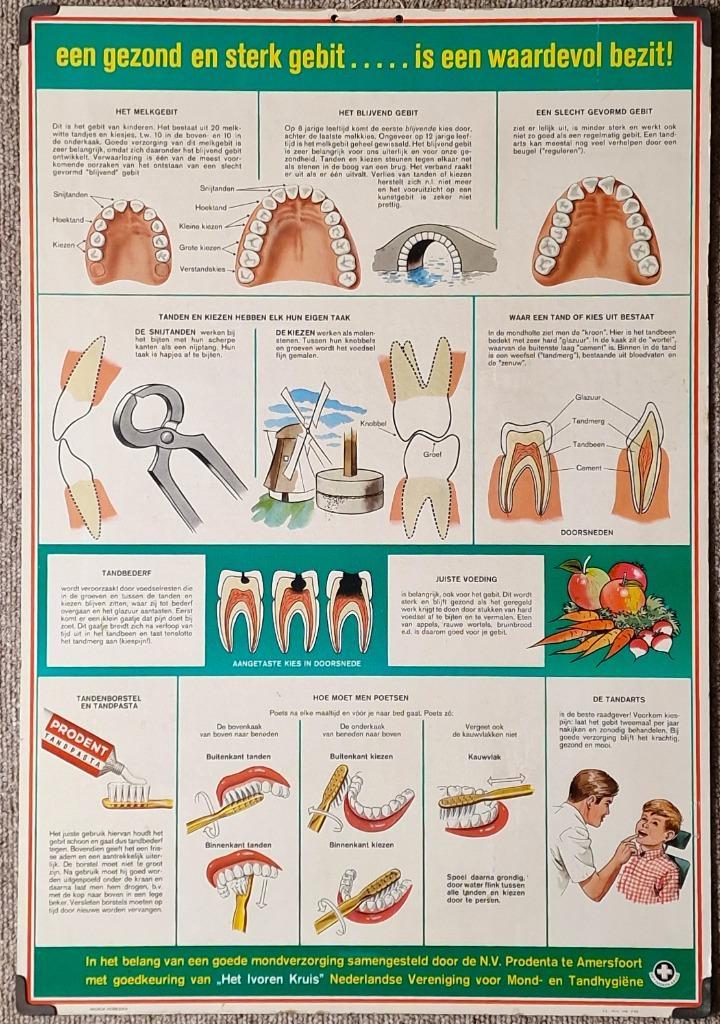 "Een gezond en sterk gebit is een waardevol bezit!", Antiek en Kunst, Antiek | Schoolplaten, Natuur en Biologie, Ophalen