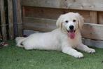 Prachtige golden retriever pups (ouders aanwezig!), Golden retriever, België, Rabiës (hondsdolheid), 8 tot 15 weken