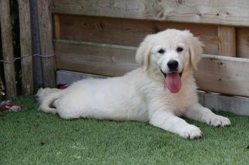 Prachtige golden retriever pups (ouders aanwezig!) beschikbaar voor biedingen