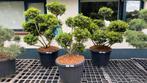 Bonsai vormboom ilex crenata ‘green lustre’, Tuin en Terras, Ophalen, Halfschaduw, Overige soorten, Minder dan 100 cm