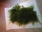 Mos, Ophalen of Verzenden, Zo goed als nieuw, Plant(en), Steen of Hout
