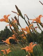 Hemerocallis Daglelie biologische oranje tuinplanten, Ophalen of Verzenden, Zomer, Overige soorten, Volle zon
