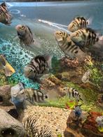 Polar blue tiger parrot ciclide, Dieren en Toebehoren, Vis