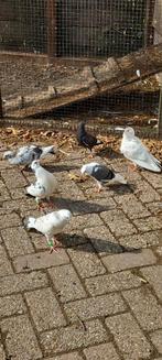 Haagse tilduiven lokkers kroppers, Dieren en Toebehoren, Vogels | Duiven, Meerdere dieren