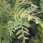 Kampvuur conifeer takken, Minder dan 3 m³, Ophalen, Stammen