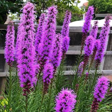 Liatris spicata nu bijna in bloei. beschikbaar voor biedingen