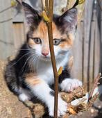 Kittens Europese korthaar/ Maine Coon, Dieren en Toebehoren