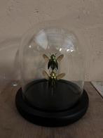 Mooi stolpje met twee opgezette prachtkevers, Verzamelen, Ophalen of Verzenden, Nieuw, Insect, Opgezet dier