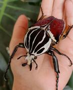Gezocht Goliathus Goliatus vrouw, Dieren en Toebehoren