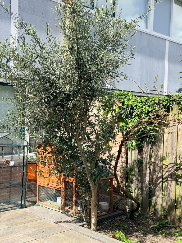 Gratis olijfboom!!, Tuin en Terras, Planten | Bomen, Bloeit niet, 100 tot 250 cm, Olijfboom, Ophalen