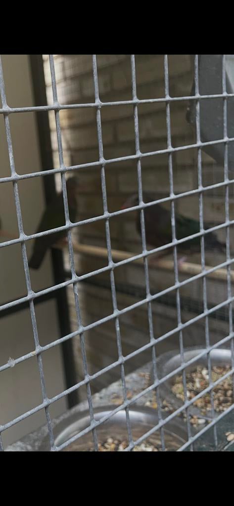 Vogels, Dieren en Toebehoren, Vogels | Duiven, Meerdere dieren