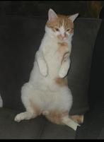 Kater 10 maanden zoekt een nieuw plekje!!, Dieren en Toebehoren, Kater
