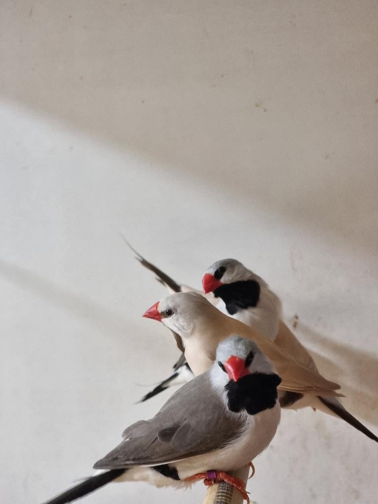 Spitsstaartamadine | Mooie vogels | Passend advies, Dieren en Toebehoren, Vogels | Overige Vogels, Meerdere dieren, Tropenvogel