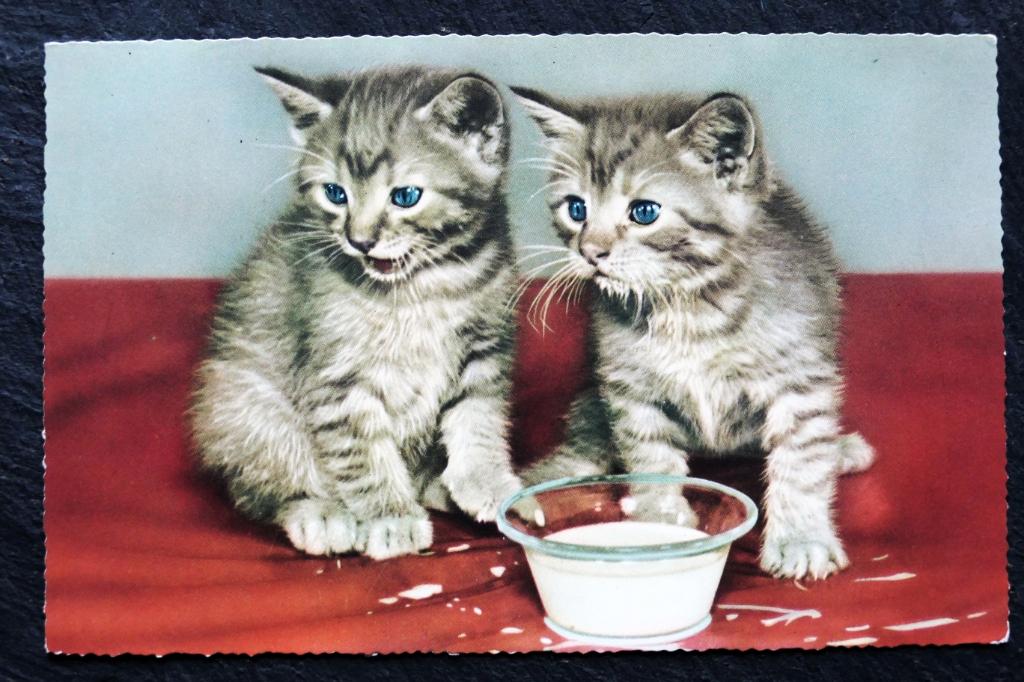 De jonge poezen met blauwe ogen knoeien lekker met de melk, Verzenden, 1960 tot 1980, Ongelopen, Hond of Kat