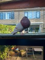 Kropper duivin, Dieren en Toebehoren, Vrouwelijk, Kropper