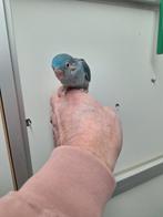 Tamme forpus, Dieren en Toebehoren, Vogels | Parkieten en Papegaaien, Meerdere dieren, Dwergpapegaai of Agapornis, Tam