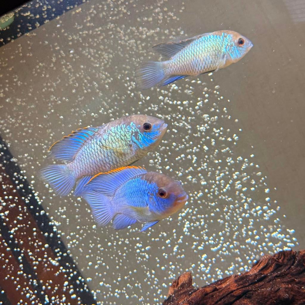 Elecric Blue  Acara 5 Stuks, Dieren en Toebehoren, Vissen | Aquariumvissen, Vis