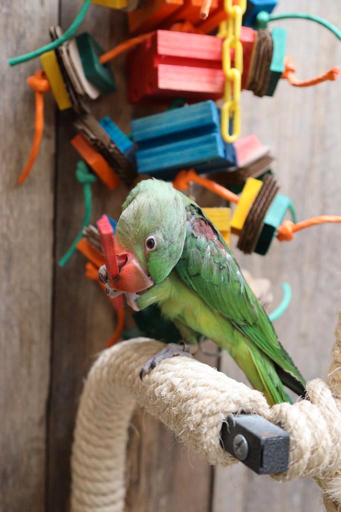 Jonge Alexander Parkiet | Handtam | Rustig, Dieren en Toebehoren, Vogels | Parkieten en Papegaaien, Parkiet, Meerdere dieren, Pratend