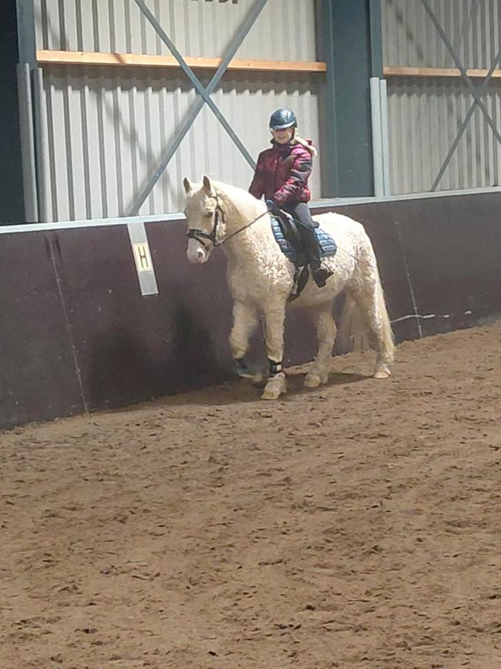 Curly Pony ruin palomino curly, Dieren en Toebehoren, Paarden en Pony's | Verzorgingsproducten, Ophalen of Verzenden