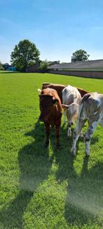 Gevraagd  runderen, Dieren en Toebehoren, Vrouwelijk