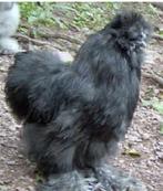 Gratis lieve zijdehoen haan, Dieren en Toebehoren, Mannelijk, Kip